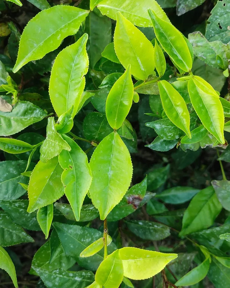 L-theanine — L-theanine (Puretheanine®, from Camellia sinensis leaf)